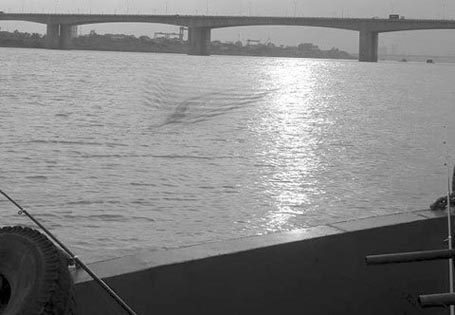 Đi[-]tìm[-]sự[-]thật[-]“quái[-]vật[-]sông[-]Hồng[-]dài[-]40m”